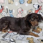 Adoptable (Official) Georgia Dogs for February 12, 2025
