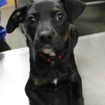 Adoptable (Official) Georgia Dogs for February 14, 2025