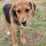 Adoptable (Official) Georgia Dogs for February 17, 2025