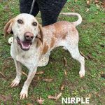 Adoptable (Official) Georgia Dogs for February 18, 2025