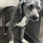 Adoptable (Official) Georgia Dogs for February 19, 2025