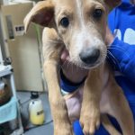 Adoptable (Official) Georgia Dogs for February 21, 2025