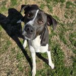 Adoptable (Official) Georgia Dogs for February 24, 2025