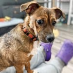 Adoptable (Official) Georgia Dogs for February 25, 2025