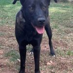 Adoptable (Official) Georgia Dogs for February 26, 2025