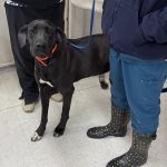 Adoptable (Official) Georgia Dogs for February 28, 2025