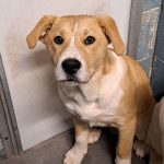 Adoptable (Official) Georgia Dogs for March 3, 2025