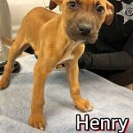 Adoptable (Official) Georgia Dogs for March 4, 2025
