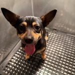 Adoptable (Official) Georgia Dogs for March 5, 2025