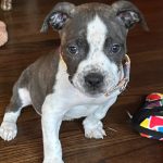 Adoptable (Official) Georgia Dogs for March 7, 2025