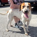 Adoptable (Official) Georgia Dogs for March 10, 2025