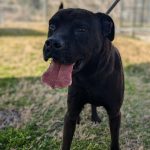 Adoptable (Official) Georgia Dogs for March 11, 2025