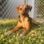 Adoptable (Official) Georgia Dogs for March 12, 2025