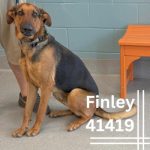 Adoptable (Official) Georgia Dogs for March 14, 2025