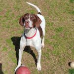 Adoptable (Official) Georgia Dogs for March 18, 2025
