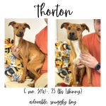 Adoptable (Official) Georgia Dogs for March 19, 2025