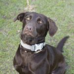 Adoptable (Official) Georgia Dogs for March 21, 2025