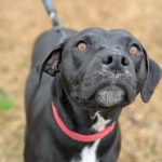 Adoptable (Official) Georgia Dogs for March 24, 2025