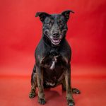 Adoptable (Official) Georgia Dogs for March 26, 2025