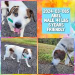 Adoptable (Official) Georgia dogs for March 28, 2025
