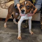 Adoptable (Official) Georgia Dogs for March 31, 2025