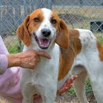 Adoptable (Official) Georgia Dogs for April 1, 2025