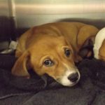 Adoptable (Official) Georgia Dogs for April 2, 2025
