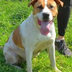Adoptable (Official) Georgia Dogs for April 4, 2025