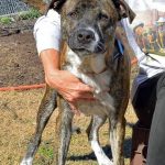 Adoptable (Official) Georgia Dogs for April 7, 2025