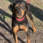 Adoptable (Official) Georgia Dogs for April 9, 2025