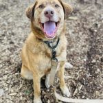 Adoptable (Official) Georgia Dogs for April 11, 2025