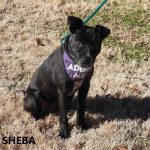 Adoptable (Official) Georgia Dogs for April 14, 2025