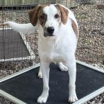 Adoptable (Official) Georgia Dogs for April 15, 202