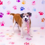 Adoptable (Official) Georgia Dogs for April 16, 2025