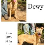 Adoptable (Official) Georgia Dogs for April 18, 2025
