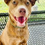 Adoptable (Official) Georgia Dogs for April 21, 2025