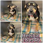 Adoptable (Official) Georgia Dogs for April 22, 2025