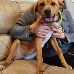 Adoptable (Official) Georgia Dogs for April 23, 2025