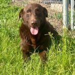 Adoptable (Official) Georgia Dogs for April 25, 2025
