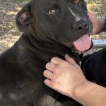 Adoptable (Official) Georgia Dogs for April 28, 2025
