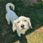 Adoptable (Official) Georgia Dogs for April 29, 2025