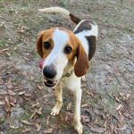 Adoptable (Official) Georgia Dogs for April 30, 2025