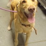 Adoptable (Official) Georgia Dogs for May 2, 2025