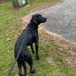 Adoptable (Official) Georgia Dogs for May 5, 2025