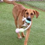Adoptable (Official) Georgia Dogs for May 6, 2025