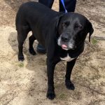 Adoptable (Official) Georgia Dogs for May 7, 2025