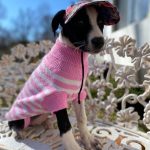 Adoptable (Official) Georgia Dogs for May 9, 2025