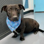 Adoptable (Official) Georgia Dogs for May 12, 2025