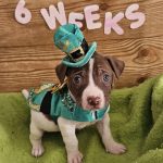 Adoptable (Official) Georgia Dogs for May 13, 2025