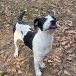 Adoptable (Official) Georgia Dogs for May 14, 2025